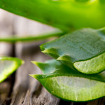 Aloe vera – potenţial tratament pentru diabet?