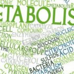 Ce este metabolismul și cum să ne consumăm energia